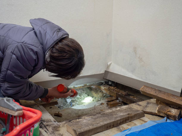 Albany, IN Mold Removal Company